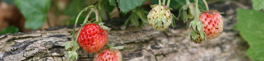 erdbeeren