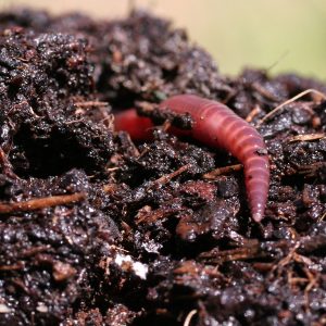 Kompostwürmer für Wurmkomposter oder Wurmkiste