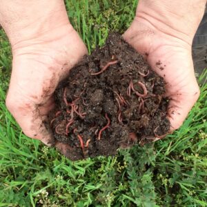 Gartenwürmer für Beete und Pflanztröge
