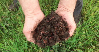 Regenwürmer im Beet oder im Pflanztrog aussetzen